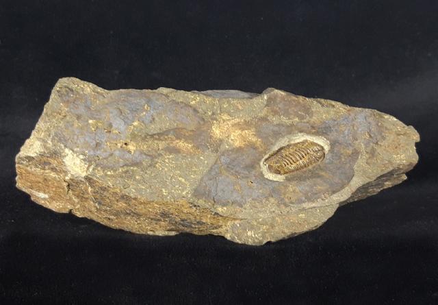 Acastoides poschmanni BASSE & MLLER 2016 - Bild © FossNet FossilienStore